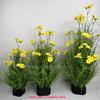 Simulación margarita rama única margarita amazónica flor decorativa simulación crisantemo único adornos paja heno plantas grupo pasto