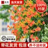Plántulas de Flor Lingxiao Resistentes al Frío, Enredaderas Trepadoras, Florales de Floración Cuatro Estaciones, Plántulas Grandes, Plantas Verdes, Plantas en Maceta, Florales de Petardos para Patio Balcón, Glicina