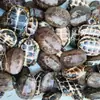 Estanque Exterior Puro Agua Fría Tortuga de Hierba China Transmisión en Vivo de Comercio Electrónico Línea Dorada Tortuga de Hierba Tortuga Tinta Plántula Transmisión en Vivo de Comercio Electrónico Huevo de Tortuga de Hierba Venta al por Mayor en Vivo