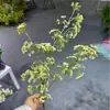 Ramo de Gipsófila Artificial, Decoración de Flores Secas con Gradiente Rosa-Morado, Adorno para Sala de Estar y Mesa de Comedor, Venta al por Mayor de Flores Artificiales