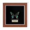Pequeña Mariposa Verde con Alas Reales, Especie Rara de Verano, Adorno de Escritorio, Espécimen de Regalo, Arte de Pared Decorativo para Dormitorio
