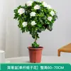Balcón de Jugo Palo para Piruleta Rosa con Plántulas de Rosa Florecientes, Plantas con Floración Multitemporada, Plántulas de Rosa para Jardín