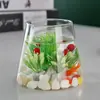 Botella Ecológica de Micro-Paisaje, Jarrón para Plantas Hidropónicas Suculentas, Decoración de Botella para Plantas Verdes de Interior, Maceta Decorativa de Vidrio para Espárragos
