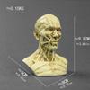 1:3 Escultura de Crânio Musculoesquelético Humano Escultura de Crânio Referência de Pintura Busto Anatomia Modelo de Crânio Arte Feito à Mão