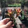 Piña Llena de Agua Linda Piña Colorida Tanque de Selva Tropical Plantas Acuáticas Ecológicas de Agua y Tierra Tanque para Reptiles Paisajismo Plantas Comunes