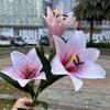Nueva decoración para el hogar con lirio de mano 3 lirios de mano flor anual boda flor artificial suave venta al por mayor