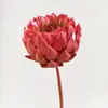 Alcachofra imortal flor de neve flores secas voz de chocalho ao vivo com flores secas flores imperiais flores secas de Yunnan alcachofra em estoque atacado