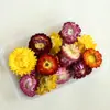 Paquete de Material de Flor Seca Flor Real Planta Frutal Especimen Flor para Velas de Aromaterapia Material Floral Hecho a Mano DIY Bellota Gymnos Rosa