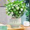 Mudas de Jasmim em Vaso de Flores Dobradas, Forte Aroma para Varanda Interna com Botões, Plantas Floríferas Fáceis de Cultivar que Florescem em Todas as Estações