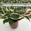 Flor Folha Bola Orquídea Rosa Variegada Bola Borda Dourada Flores Plantas Verdes Varanda Pendurar Trepadeira Plantas Floridas Plantas em Vasos Interior