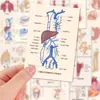 54 Pegatinas Creativas de Estudiantes de Medicina para Decorar Fundas de Teléfono e iPads con Conocimiento Anatómico