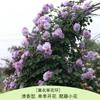 Rosa Grande Muda Flor de Rosa Muda Trepadeira Rosa Floresce em Todas as Estações Flores Extra Grandes Fragrância Forte Planta Trepadeira Rosa Flor de Parede Rosa Planta em Vaso