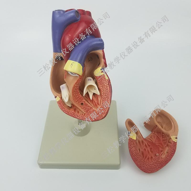 出口型心脏解剖模型细节图2_副本