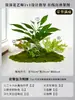 Musgo para Paisajismo de Plantas Verdes Plantas Artificiales Decoración Flores Artificiales Combinación Tropical para Interiores Paisaje de Ventana Persa Arreglo de Césped