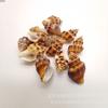 Cientos de Tipos de Conchas Naturales Mixtas y Caracolas para Manualidades DIY, Marcos de Fotos y Decoraciones de Acuarios. Conchas de Caracol Pequeñas