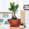 Bonsai de figueira grande, adequado para mesas de escritório, salas de estar e como folhagem de interior; Plantas de figueira pequena em vaso, fáceis de cultivar e cuidar