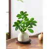 Bonsai das Oito Direções da Riqueza: Planta em Vaso Madeira Pata de Pato para Hidroponia, Verde para Mesa de Escritório, Sala de Estar, Fácil de Cuidar em Todas as Estações