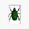 Resina de Venta Caliente Transfronteriza Muestras de Insectos Reales Araña Escorpión Saltamontes Regalo de Recompensa para Estudiantes de Primaria Regalo Artesanal