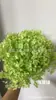 [Niebla Natural Hortensia] Flor Eterna Flor Seca Hortensia Anna Hortensia Lobular Material para Boda DIY Venta al por Mayor