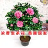Planta de Camélia Perfumada em Vaso, Mudas de Camélia Fortemente Perfumadas, Flores para Jardim de Interior, Plantas Grandes Fáceis de Cultivar, Promoção de Osmanthus de Quatro Estações