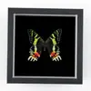 Marco con Especimen Preservado de Mariposa Real, Decoración de Pared Tridimensional Vintage para Entrada de Sala de Estar, Pieza Decorativa de Pequeña Colección de Arte