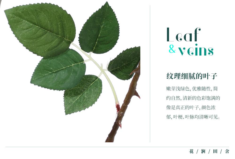 奥斯汀玫瑰单枝_08.jpg