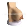 Modelo de Anatomia da Mama de Mulheres Lactantes Peito Humano Estrutura da Anatomia da Mama Ensino Ginecológico Espécime de Ensino