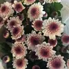 Mudas de Flores Grandes, Flores em Vasos, Crisântemo de Setembro, Crisântemo Ping Pong, Crisântemo, Plantas Comestíveis Perenes, Florindo em Todas as Estações, Plantas Verdes para Interior e Exterior