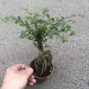 Plantas de Piedra Absorbente Plantas Verdes Piedra de Agua Acuaterrario Tanque de Selva Rocalla Paisajismo Musgo Helecho Micro-paisaje Plantas de Bonsái
