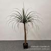 Árvore de Orquídea de Seda Artificial em Vaso Estilo Nórdico Árvore Falsa de Ferro Holandês Solanum Nigrum Várias Hastes Artificiais Árvore de Sangue de Dragão Árvore Decorativa de Chão em Vaso