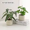 Plantas Verdes, Vasos Pequenos, Árvore da Fortuna Semelhante para Mesas de Escritório Internas, Mesas de Centro de Sala de Estar, Flores Artificiais e Arranjos Florais