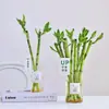 Traga Riqueza e Tesouro Bambu Hidropônico Planta de Bambu da Sorte Bambu da Sorte Planta Verde Flor em Vaso Interna Árvore da Boa Fortuna com Raízes