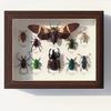 Marco de Fotos para Especímenes de Mariposas Marco Vacío Mesa Lujo Accesible de Alta Gama Hueco Estéreo de 2 cm a Marco de Exhibición de Mesa de Vidrio de 4 pulgadas