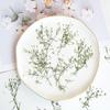 Gipsófila Gitana Flor Seca de Gipsófila Gota de Pegamento en Relieve Pintura Decorativa Pintura de Espécimen Ventilador Redondo Posavasos Aromaterapia de Cristal Flor de Bast