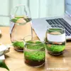 Acuario Ecológico Acuario Hierba Acuática Micro Paisaje a Hoja Huevo de Dragón Vidrio Planta Verde diy Pequeño Hidropónico Casero de Escritorio