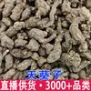 Día Kwai Zi Día Kwai Zi Rata del Milenio Excremento Púrpura Espalda Púrpura Tian Kui Zi Raíz de Tian Kui Tian Kui Zi Al por Mayor