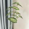 Flores Artificiais Folhas de Taro Coloridas Impressas em 3D, Materiais de Folhas em Estilo Florestal para Decoração de Casamento, Plantas Verdes Artificiais, Folhas de Taro Coloridas de Galho Alto, Folhas de Copo-de-leite