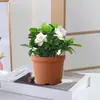 Planta em Vaso Gardênia Planta Verde em Vaso para Mesa Interna Sementeira de Flores Gardênia de Folhas Grandes Gardênia de Caule Único Planta Fácil de Cuidar