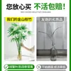 Bambú Dorado Hidropónico Planta en Maceta de Interior para Sala de Estar, Oficina y Decoración del Hogar, Vegetación de Escritorio Fácil de Cuidar