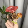 Semillas de Hongos de Yunnan, Frutas, Plantas Reales, Pegatinas de Bosque para Nevera DIY, Especímenes, Souvenirs, Decoraciones de Pared para el Hogar