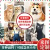 Almohadas Personalizadas DIY, Almohadas Personalizadas para Mascotas de Forma Especial, Almohadas para Gatos con Impresión de Fotos, Muñecos de Peluche, Juguetes con Forma Humana