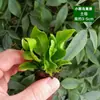 Materiais DIY para Micro-Paisagismo com Musgo, Planta Única de Grama em Rede, Plantas Verdes Frescas para Aquascaping, Samambaias para Paisagismo de Aquário-Terrário