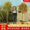 Se Plantan Plántulas de Osmanthus en el Suelo, Plantas de Interior Grandes de Osmanthus Dorado y Osmanthus Rojo de Cuatro Estaciones Siempreverdes, Flores Fragantes para Balcón, Plantas de Jardín Resistentes al Frío