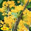Mudas de Osmanthus São Plantadas no Solo, Árvores de Osmanthus Perenes, Osmanthus Dourado e Mudas Grandes de Osmanthus, Plantas de Quintal, Flores Fragrantes para Varanda