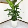 Diamante forma de diamante maceta grande lujo simple estilo europeo paraíso de plantas verdes grandes pájaro del paraíso balcón polígono engrosado grande