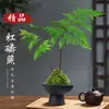 Plantas hidropónicas, helechos en maceta, helecho de fósforo rojo, bola de musgo, helecho de una hoja, para interior tolerante a la sombra, planta verde bonsái estilo Zen chino nuevo