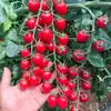 Plántulas de berenjena para cuatro estaciones, plantas en maceta con tierra, variedades viejas injertadas de berenjena morada y semillas de berenjena de Hangzhou, plántulas de hortalizas de primavera