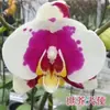 Las plántulas de Phalaenopsis son fáciles de cultivar en todas las estaciones. Plantas Verdes y Flores en Maceta para Balcón de Oficina en Interiores Fáciles de Cultivar