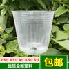 Taza de Nutrición Taza para Plántulas Cultivo de Flores y Taza para Trasplante de Plántulas Cultivo de Orquídeas Maceta Transparente Naranja Ombligo Engrosada