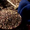 Quinoa Tricolor Nueva Roja, Blanca y Negra Granos de Quinoa al por Mayor de Agricultores, Granos Integrales, Granos Gruesos, Productos Sustitutos de Comida